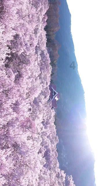88影视